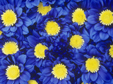 Chrysanthemums with its Blue Dyed Petals Look Striking