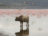 African Buffalo (Syncerus Caffer) Standing in the Water at Lake Nakuru  Samburu  Kenya