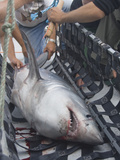 Researchers Tag and Measure a Porbeagle Shark (Lamna Nasus) on the Deck of a Ship