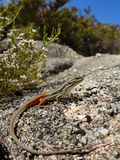 Large Psammodromus (Psammodromus Algirus)  Portugal