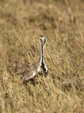 Hartlaub's Bustard (Eupodotis Hartlaubii)  Serengeti National Park  Tanzania