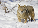 Coyote (Canis Latrans) Walking in the Snow