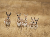 Pronghorn (Antilocapra Americana) Group Standing in a Field in Yellowstone National Park  USA