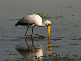 Yellow-Billed Stork (Mycteria Ibis) Feeding  Lake Nakuru  Lake Nakuru National Park  Kenya