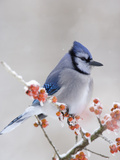 Blue Jay (Cyanocitta Cristata) in Icy Berries