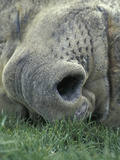 Close-Up of the Face of a Resting Southern Elephant Seal  Mirounga Leonina  South Georgia
