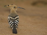 African Hoopoe  Upupa Epops  Kenya  Africa