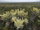 Frailejon (Espeletia) in the High Altitude Grasslands of Puracâ» National Park  Department Cauca
