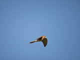 Greater Kestrel Flying (Falco Rupicoloides)  Serengeti National Park  Tanzania