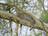 Leopard (Panthera Pardus) Relaxing in Tree  Kenya  Africa