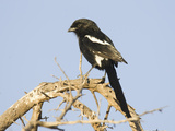 Magpie Shrike  Urolestes Melanoleuca  Africa