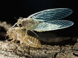 Cicada Metamorphosis  Madagascar