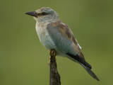 European Roller  Coracias Garrulus  European Migrant into Samburu Game Reserve