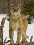 Mountain Lion (Felis Concolor) Standing on a Log