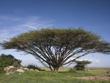 Flat-Topped Acacia Tree  Serengeti  Tanzania  East Africa