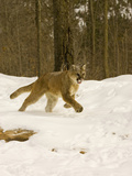 Mountain Lion (Felis Concolor) Running in the Snow