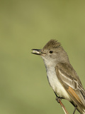 Close-Up of a Perched Ash-Throated Flycatcher (Myiarchus Cinerascens)