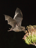 Mexican Long-Tongued Bat (Choeronycteris Mexicana) a Nectar-Feeding Bat at Agave Palmeri Flowers
