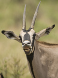 Beisa Oryx (Oryx Beisa) in the Masai Mara Game Reserve  Kenya