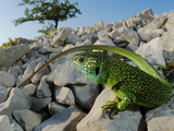 A Western Green Lizard (Lacerta Bilineata) Warming on the Rocks  Croatia