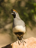 Gambel's Quail (Callipepla Gambelii)  Southwestern USA