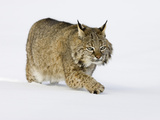 Bobcat (Lynx Rufus) Walking in the Snow