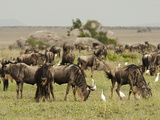 White-Bearded Wildebeest Herd Grazing with Cattle Egrets  Serengeti National Park  Tanzania