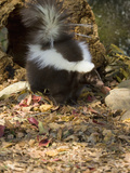 Striped Skunk (Mephitis Mephitis)  Seacrest Wolf Preserve  Florida  USA
