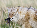 Coyote (Canis Latrans) with Bobwhite Quail Prey  USA