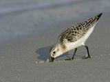 Juvenile Sanderling Foraging  Calidris Alba  Southern USA