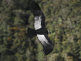 Female Andean Condor in Flight (Vultur Gryphus)  Puracâ» National Park  Department Cauca  Colombia