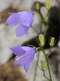 Gentian (Campanula Sabatia)  Endemic Flower of the Liguria Mountains  Italy