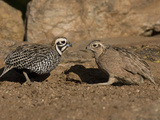 Montezuma or Mearns' Quail Male and Female (Cyrtonyx Montezumae) Scratching for Food
