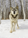 Gray Wolf (Canis Lupus)  Northern Minnesota  USA