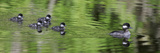Bufflehead Duck  Hen with its Chicks Following  an Example of Imprinting  North America