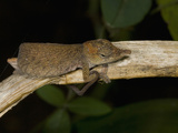 Long-Nosed Chameleon (Calumma Gallus) in Captivity  Madagascar