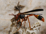 Wasp (Belonogaster Sausserei) at a Nest at the Entrance of a Cave  Socotra  Yemen