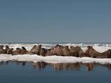 Walrus (Odobenus Rosmarus Rosmaru) Hauled Out on Pack Ice to Rest and Sunbathe