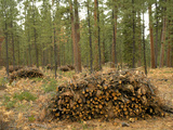 Thinning of a Ponderosa Pine Forest to Improve Growth and Reduce the Fire Danger
