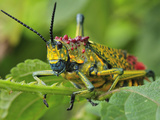 Giant Locust or Grasshopper (Phymateus Saxosus)  Southern Madagascar