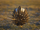 Male Greater Sage-Grouse (Centrocercus Urophasianus)