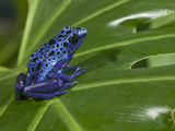 Blue Poison Dart Frog (Dendrobates Azureus)  Captivity