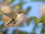 Ruby-Throated Hummingbird (Archilochus Colubris) at Mimosa