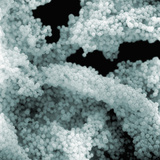 Staphylococcus Aureus Bacteria