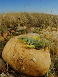 Ocellated Lizard (Timon Lepidus) Is One of the Most Huge and Beautiful Lizards of Europe