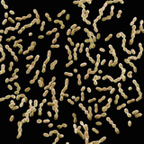Streptococcus Mutans