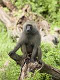Olive Baboon (Papio Anubis) Sitting on a Fallen Tree  Samburu  Kenya