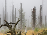 Misty Norway Spruce Forest