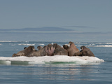 Walrus Group (Odobenus Rosmarus Rosmarus) Hauled Out on Pack Ice to Rest and Sunbathe