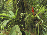 Tropical Rainforest with a Flowering Bromeliad  San Cipriano Reserve  Cauca  Colombia